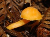 Hygrocybe blanda image