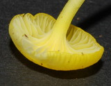 Hygrocybe julietae image