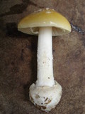 Amanita praecox image