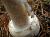 Amanita praecox image