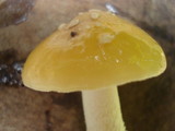 Amanita praecox image