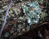 Mycena corticola image