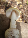 Amanita praecox image