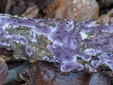Porostereum crassum image