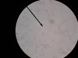 Amanita praecox image
