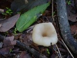Clitocybe phaeophthalma image