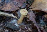 Clitocybe phaeophthalma image