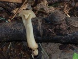 Clitocybe phaeophthalma image