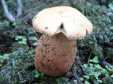 Boletus subcaerulescens image