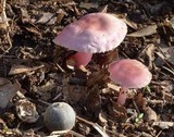Mycena pura image
