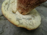 Boletus subcaerulescens image