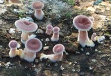 Lentinus strigosus image