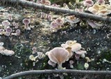 Lentinus strigosus image