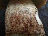 Boletus subcaerulescens image