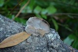 Hexagonia hydnoides image