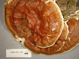 Ganoderma sessile image