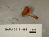 Lactarius camphoratus image