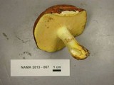 Suillus brevipes image