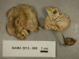 Mycena niveipes image