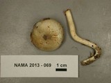 Hygrophorus occidentalis image