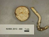 Hygrophorus occidentalis image