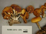 Gymnopilus sapineus image
