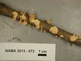 Stereum striatum image