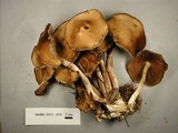 Psathyrella piluliformis image