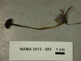 Rhizomarasmius pyrrhocephalus image