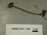 Rhizomarasmius pyrrhocephalus image