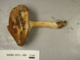 Lactarius argillaceifolius image