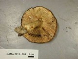 Lactarius argillaceifolius image