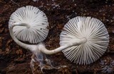 Lepiota atrodisca image