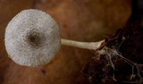 Lepiota atrodisca image