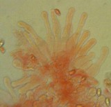 Lepiota atrodisca image