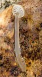 Roridomyces roridus image