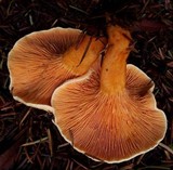 Hygrophoropsis aurantiaca image