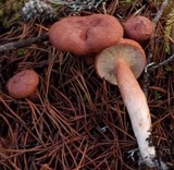 Lactarius rufus image