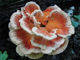 Laetiporus cincinnatus image