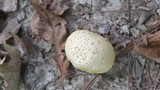 Amanita pubescens image