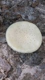 Amanita pubescens image