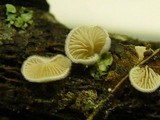 Crepidotus versutus image