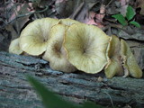 Chrysomphalina strombodes image