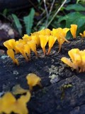 Dacryopinax spathularia image