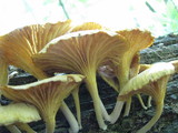 Chrysomphalina strombodes image