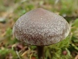 Cortinarius diasemospermus image