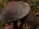 Cortinarius diasemospermus image