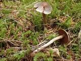 Cortinarius diasemospermus image