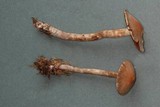 Cortinarius diasemospermus image