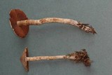 Cortinarius diasemospermus image